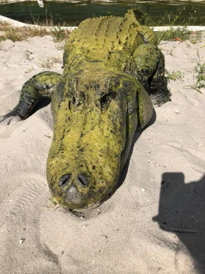 GraveDigger - Trochę nalany ten pan aligator.
#zwierzaczki #gady #krokodyle