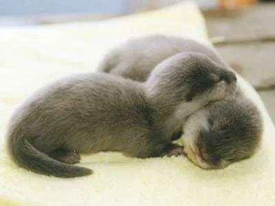 annawzn - Te dwie malutkie wydry mają wielce #!$%@? na poniedziałek.
#heheszki #cuki...