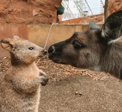 aloszkaniechbedzie - I kłoczka na dziś #quokkanadzis #quokka #zwierzaczki