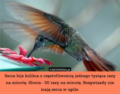 dragoNsteadintei - biedne kolibry... (╯︵╰,)