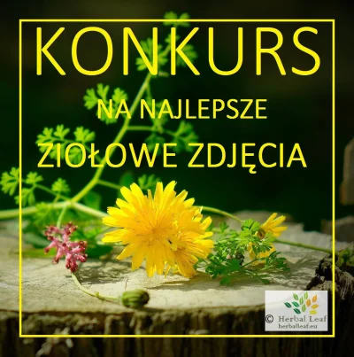 Z.....5 - #przyroda #medycyna #las #zdrowie Zapraszamy na nasz konkurs https://www.fa...