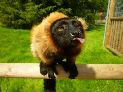 lennyface - #lemur #zwierzaczki 

( ͡° ͜ʖ ͡°)