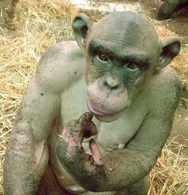 bluebluesky - @malibu99: Na zdjeciu szympans Ashes, ktory z wiekiem stracil sierc w w...