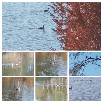 emi_emi - Patrzcie Mireczki jakie piekne ptaszki pływają po "moim" jeziorze... 
#ptak...
