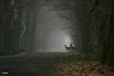 Gimpson - Daniele na skraju lasu
Okolice Wolsztyna 

#fotografia #natura #przyroda...