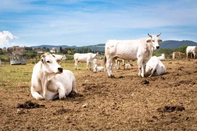 Abiz - KROWA NA DZIŚ ( ͡° ͜ʖ ͡°)

Chianina - bydło które ma krótką sierść, jest odp...