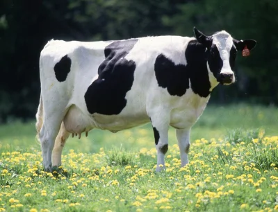 Neto - @bronsky: pa jaka piękna wysokomleczna krowa rasy Holstein-Friesian. Spójrz na...