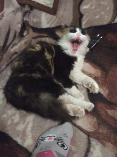 gfgfgfa - ziewające koty są prześmieszne
#dziwnekotki #mucka