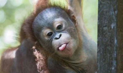 KebabKing - #kebabking #orangutan