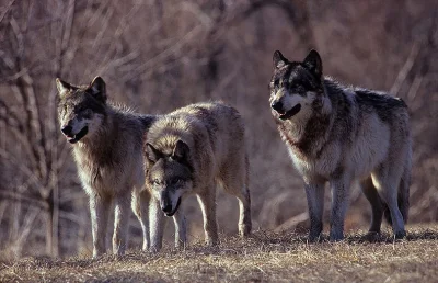 falconiforme - Wprowadźcie wilki, wyregulują ekosystem.