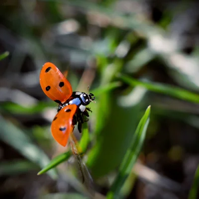 biuna - #zdjeciabybiuna #fotografia #makro #biedronka 



"Biedroneczko, leć do nieba...