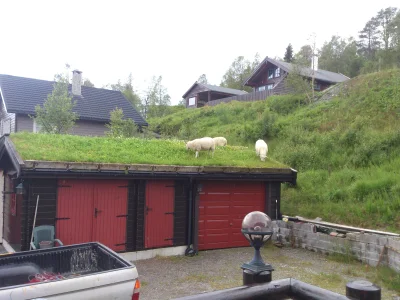 banita50000 - Wracasz sobie po pracy, a na twoim garażu pastwisko xD #norwegia