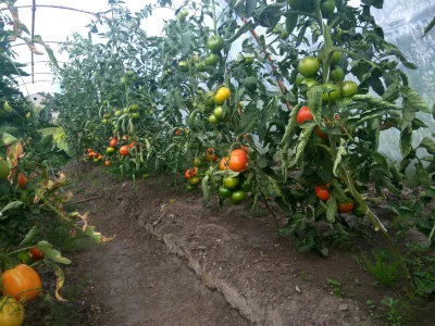 K....._ - Mirkiuny i Mirenki czas rozpocząć zbiory :D

#wies #pomidory #ogrodnictwo