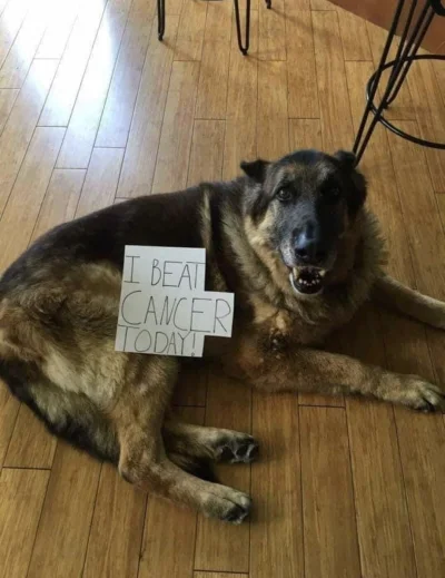Brajanusz_hejterowy - Daj plusa psu który właśnie pokonał raka!
#psy #smiesznypiesek