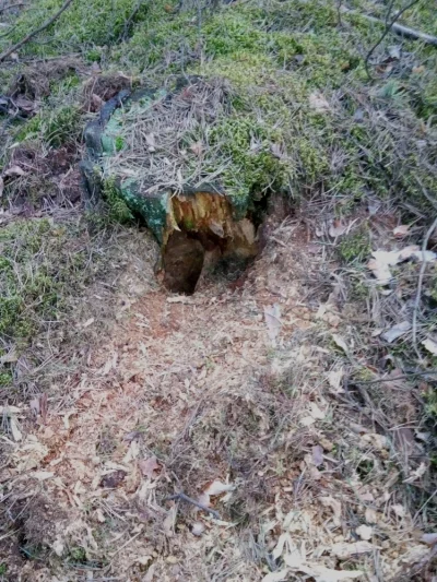 qoompel - Taką dziurę w pniu mógł zrobić dzik? 

#las #zwierzeta #lesnictwo #flora ...