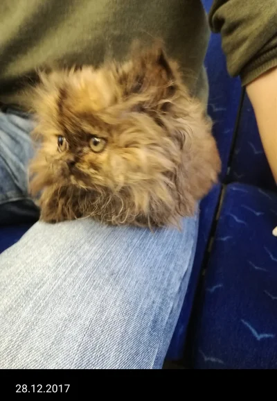 LojalnaLoja - 28 grudnia 2017 roku jechałam pociągiem z tym Mireczkiem i jego kotem. ...