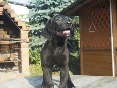 c.....i - Dzieeeń dobry Mirko! Nie szuka ktoś uroczej cumpelki? Ma 10 tygodni, matka ...