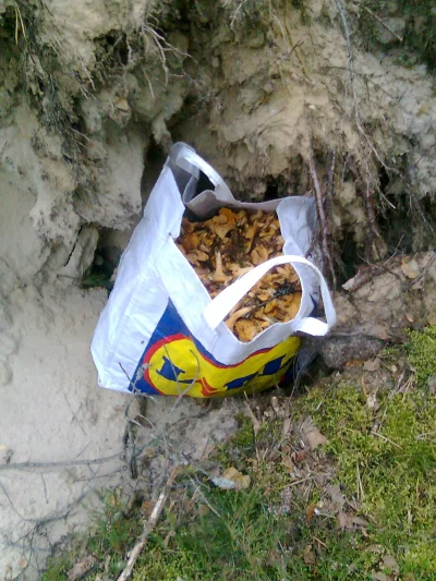 JaMam36lat - Taka sytuacja - zbieram sobie dziś grzyby i natrafiłem na dużą torbę świ...