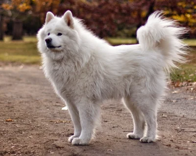 k.....a - @Tu-mleko: Strzelam że to Samojed.