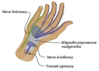 SirSajko - Mircy.

Czy ktoś wie z Was coś przydatnego na temat naciągnięcie nerwu ł...