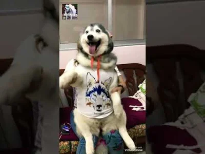 B.....q - Gdy karma wejdzie zbyt mocno (｡◕‿‿◕｡)
#heheszki #humor #psy #husky #smiesz...