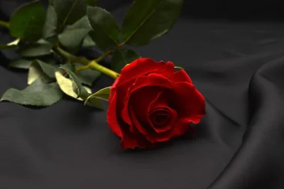 BADWOLFPOL - Dla wszystkich Pań z wykopu róża o tak bez powodu :)

#milegowieczoru