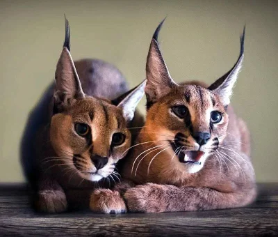 GraveDigger - Karakale małe dwa (｡◕‿‿◕｡)
#zwierzaczki #Koty #dzikiekoty
