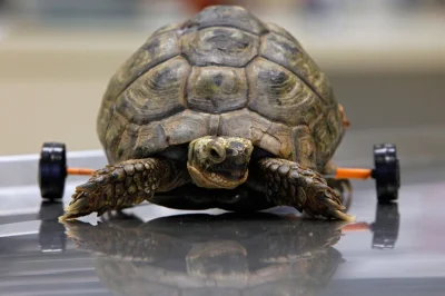 antros - pozytywny news, chociaż to nie pierwszy tak zcyborgizowany żółwik, kilka raz...