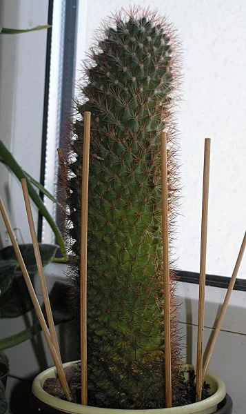 Viscop - @anuszqa: To jest kaktus ( ͡° ͜ʖ ͡°)