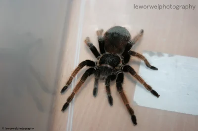 leworwel - Takieżtam zdjęcie z dziś :) 

Przypominam, że ten pająk jest na sprzedaż...