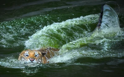 likk - prując fale



#zwierzeta #zwierzaczki #tygrysy



fot. Andiyan Lutfi