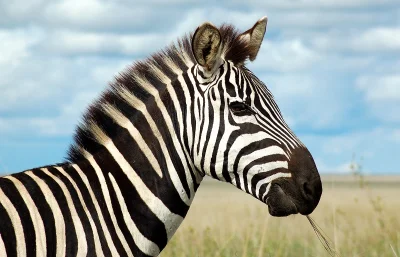 Rozpustnik - @Tonopah: to zebra ( ͡° ͜ʖ ͡°)