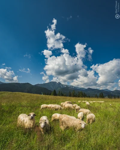 KamilZmc - Letni wypas owiec.
—————————————
Nikon D7200 + Samyang 10mm, Exif: ISO10...