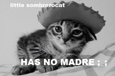 Oszaty - #sombrerocats #sombrero