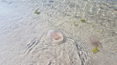 Jolaska669 - #meduza też jest #morze #jastarnia #podroze