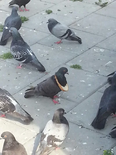 StormtrUper - @donpokemon: oto rzadkie zdjęcie z ceremonii wręczania medali