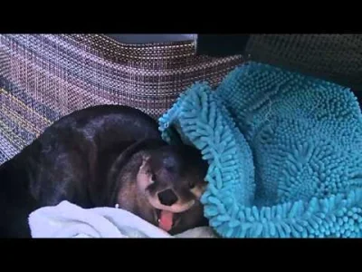 Vydra - Nie budzić zmęczonej wydry plz.

#zwierzaczki #smiesznypiesek #wydry #daily...