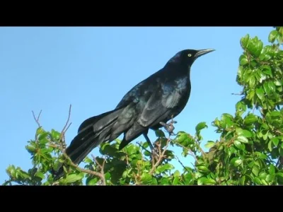 aaadam91 - @weedmario: Nie znam się na ptakach Panamy, ale może to ten gatunek 
Wilg...