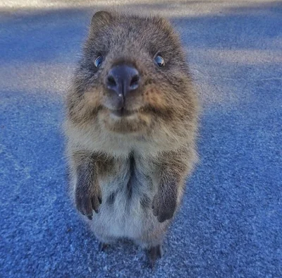 aloszkaniechbedzie - Dzisiaj środa ( ͡º ͜ʖ͡º) 
Z tej okazji kłoka rozśmieszająca i po...
