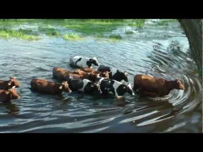merciless85 - Jeśli lubicie pływające mućki to ogarnijcie krowy przepływające rzekę w...