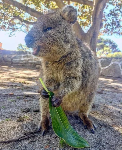 aloszkaniechbedzie - Kiedy liść wejdzie za mocno (⌐ ͡■ ͜ʖ ͡■) 

#quokkanadzis #quokka...