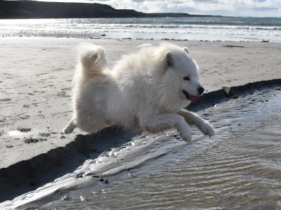 sopelas - Plusujcie #samoyed a będzie za was zapier...lał cały pointeczek!