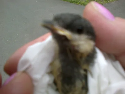 patrickk09 - pomocy Mireczki!!! Znalazłem małego ptaka właściwie to pisklę wypadło pr...
