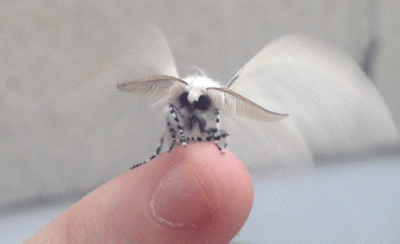 kobieteczka - male ale ruchliwe floofy moths