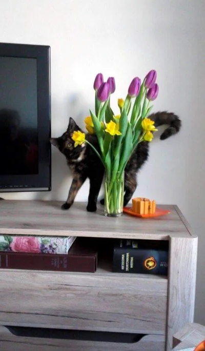 pyrazlasu - Halo halo czy to juz wiosna?
#pokazkota #koty trochę #chwalesie bo Fujara...