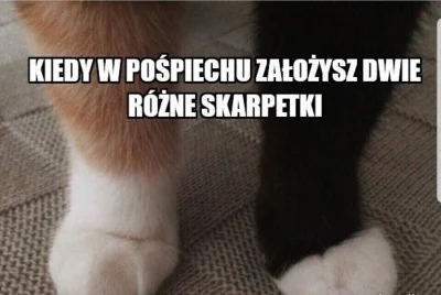 poszukujekota - #heheszki #humorobrazkowy #kitku #koty