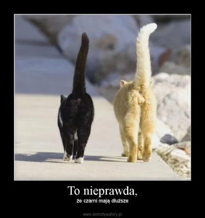 hotspurs - #heheszki #humorobrazkowy #koty #pdk