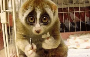 jacekchorobik - > Typowy lemur platformerski.

@RUNDMC: Co ja ci zrobiłem, że mnie ...