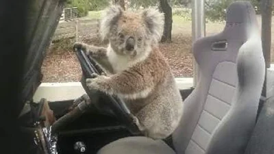 spokoczajnik - #spamkoalami #koalowabojowka #koala
o jak to smiesznie siedzi xD.