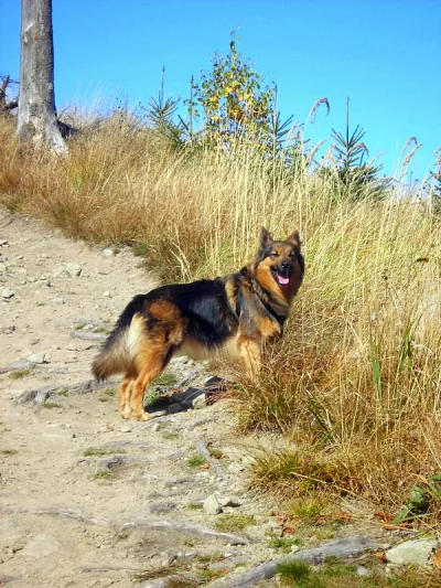 teleimpact - Aza w górach, w swoim żywiole! :)



#pies #zwierzaczki #zwierzeta #gory...